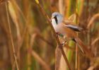 MbeardedTit_101009b.jpg