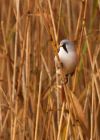 MbeardedTit_101009e.jpg