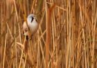 MbeardedTit_101009g.jpg