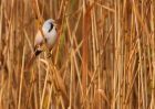 MbeardedTit_101009h.jpg