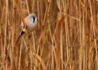 MbeardedTit_101009l.jpg