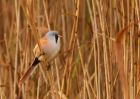 MbeardedTit_101009p.jpg