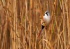 MbeardedTit_101009r~0.jpg