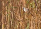 MbeardedTit_101009t.jpg