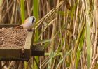 MbeardedTit_101009u.jpg