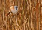 MbeardedTit_101009zd.jpg