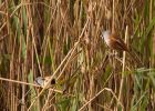 MbeardedTit_101009zi.jpg