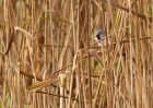 MbeardedTit_101009zk.jpg