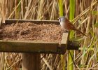 MbeardedTit_101009zm.jpg