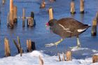 Moorhen_220113a.jpg