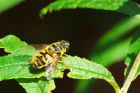 Myathropa_florea_gdn_160820a.jpg