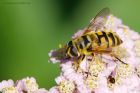 Myathropa_florea_gdn_220717a.jpg