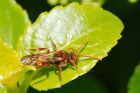 Nomada_flava_gdn_100519a.jpg