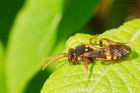 Nomada_marshamella_gdn140521a.jpg