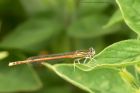 OrangeFeatherleg_010715a.jpg