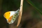 OrangeTip_130515f.jpg