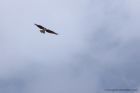 Osprey_170811a.jpg