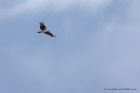 Osprey_170811b.jpg