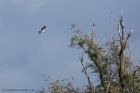 Osprey_170811c.jpg