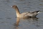 PFGoose_141013n.jpg