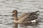 PFGoose_141013o.jpg