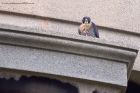 Peregrine_031011c.jpg