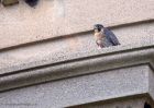 Peregrine_031011d.jpg