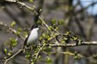 PiedFlycatcher_180415e.jpg