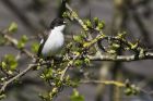 PiedFlycatcher_180415h.jpg