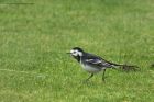 PiedWagtail_010214a.jpg