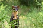 Filename=PineMarten_130612b.jpg
Filesize=245KB
Dimensions=1000x667
Date added=Jul 15, 2012 PineMarten_130612b.jpg