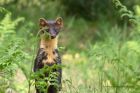 PineMarten_130612b.jpg