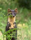 PineMarten_130612d.jpg