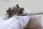 Pipistrelle_300612n.jpg