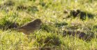 Pipit_300110a.jpg