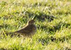 Pipit_300110b.jpg