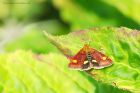 Pyrausta_aurata_mint_gdn_160820a.jpg