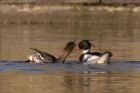 RBmerganser_130112a.jpg