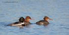 RBmerganser_130112c.jpg