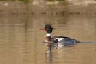 RBmerganser_130112e.jpg