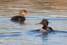 RBmerganser_130112m.jpg