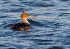 RBmerganser_200109e.jpg