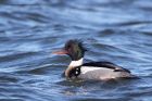 RBmerganser_230212g.jpg