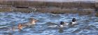 RBmerganser_230212i.jpg