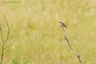 RBshrike_210619a.jpg