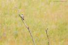 RBshrike_210619e.jpg