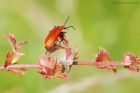 Red-headed_Cardinal_HoM_220621a.jpg