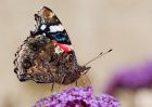 RedAdmiral_100909a.jpg