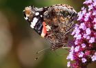 RedAdmiral_100909b.jpg