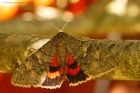 RedUnderwing_070915a.jpg